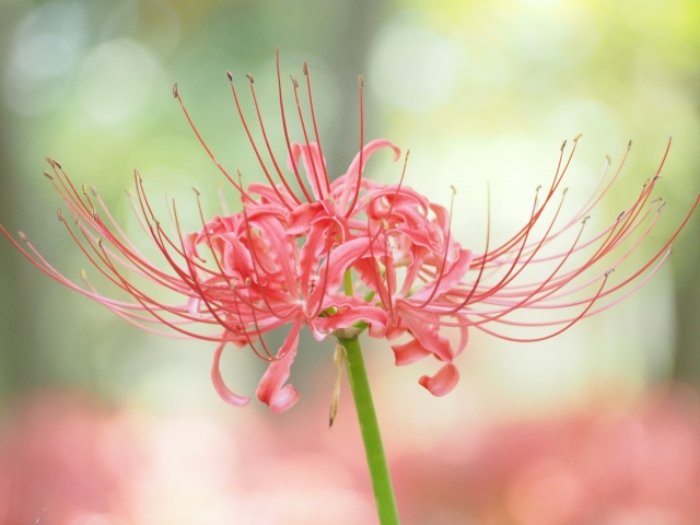 宗派によって何か違うの？気をつけるポイント 🤝